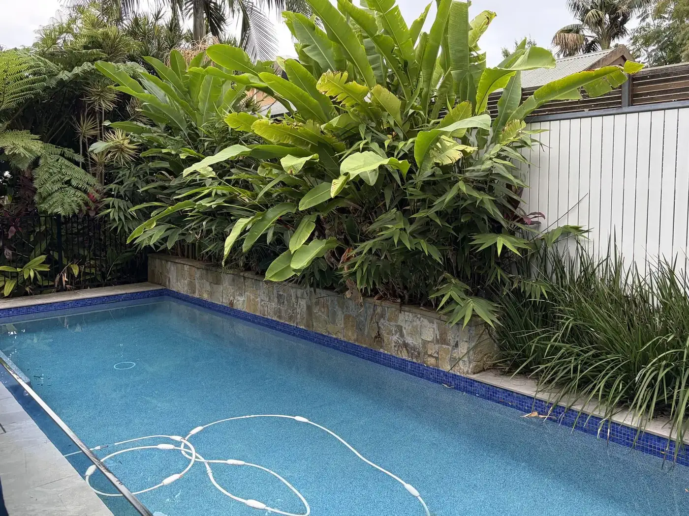 Poolside garden bed before the clear-out, overgrown with large tropical plants