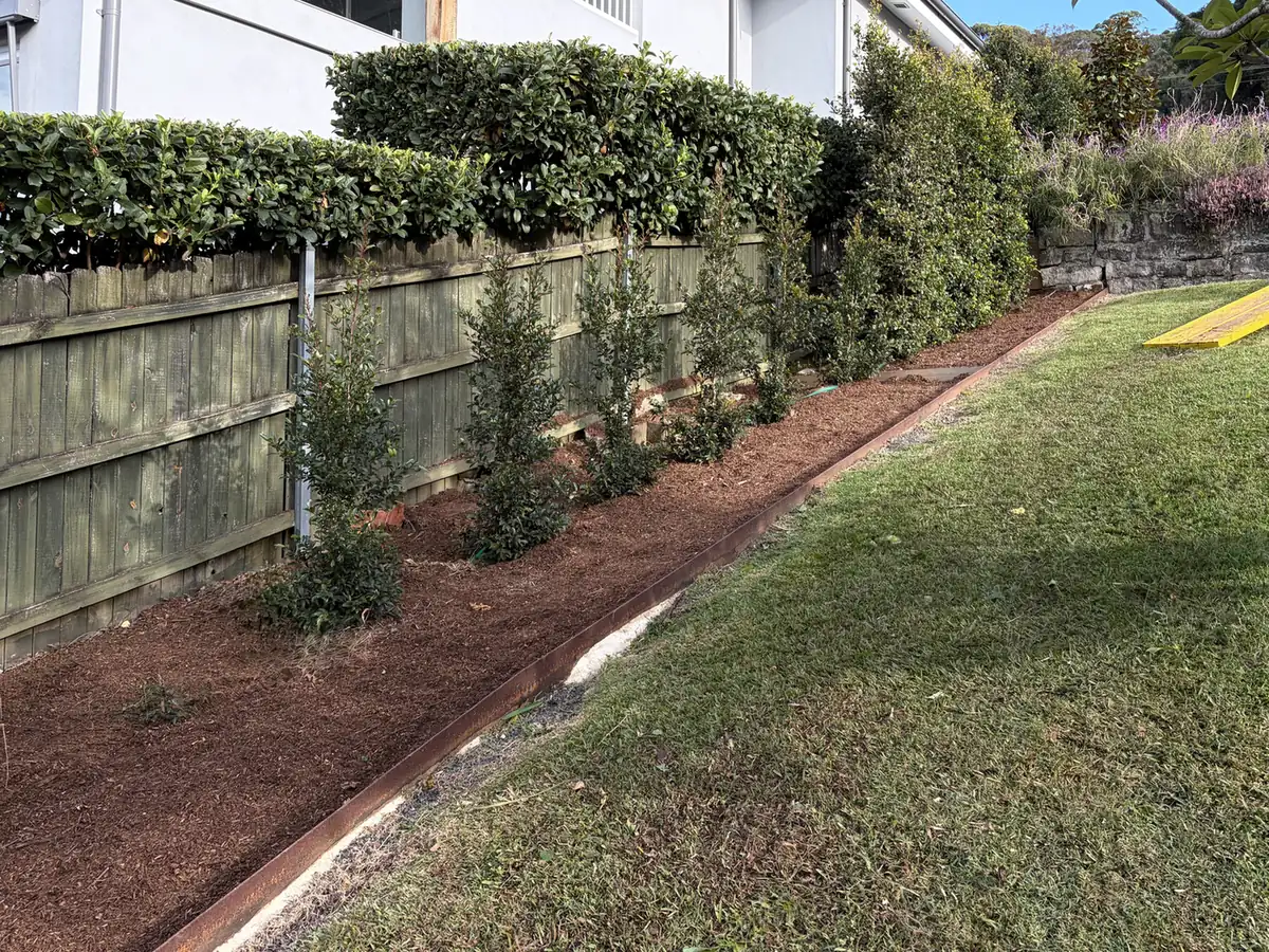 The same garden bed after mulching, with fresh mulch, young hedge plants and steel edging