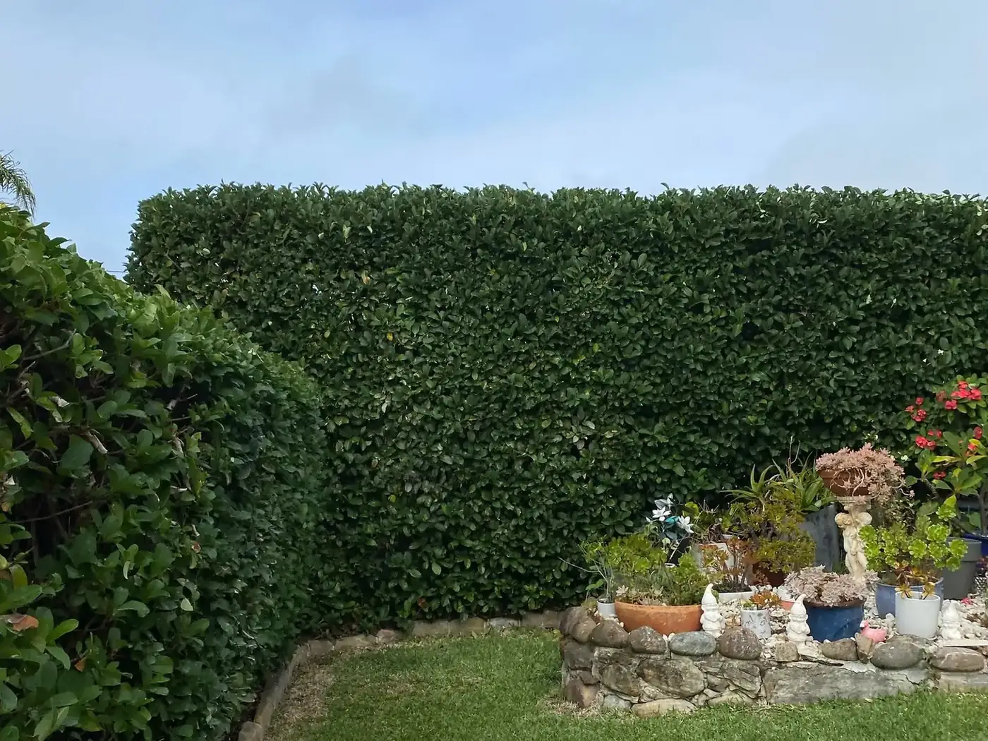 The same hedge after trimming, with a flat top and clean, straight sides