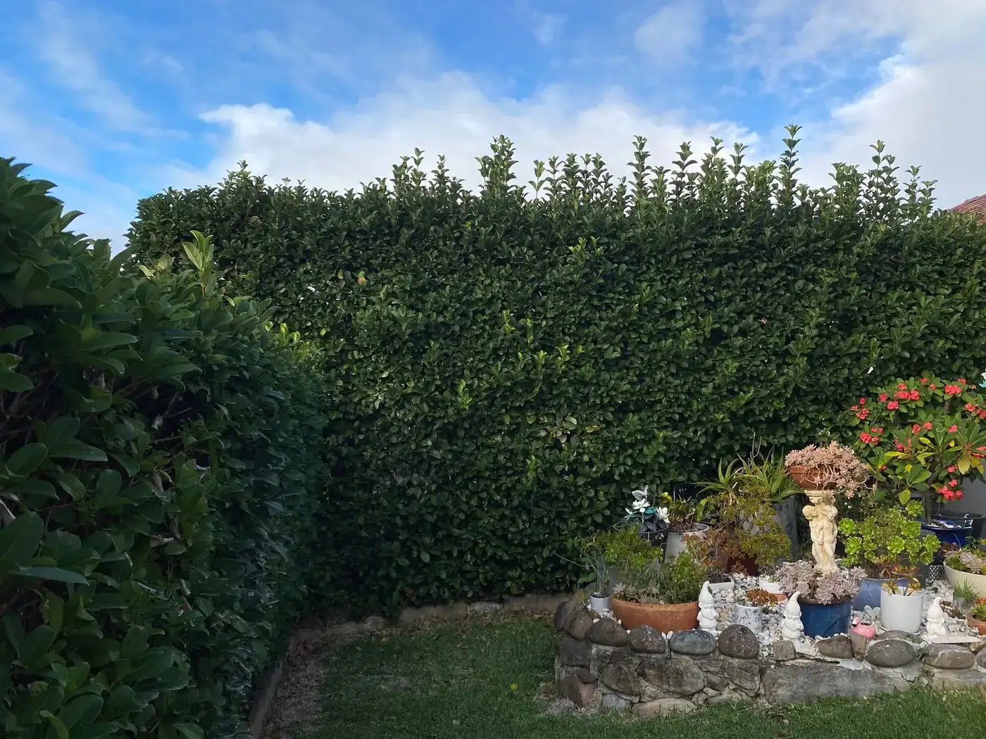 Tall hedge before trimming, with uneven new growth sticking up along the top