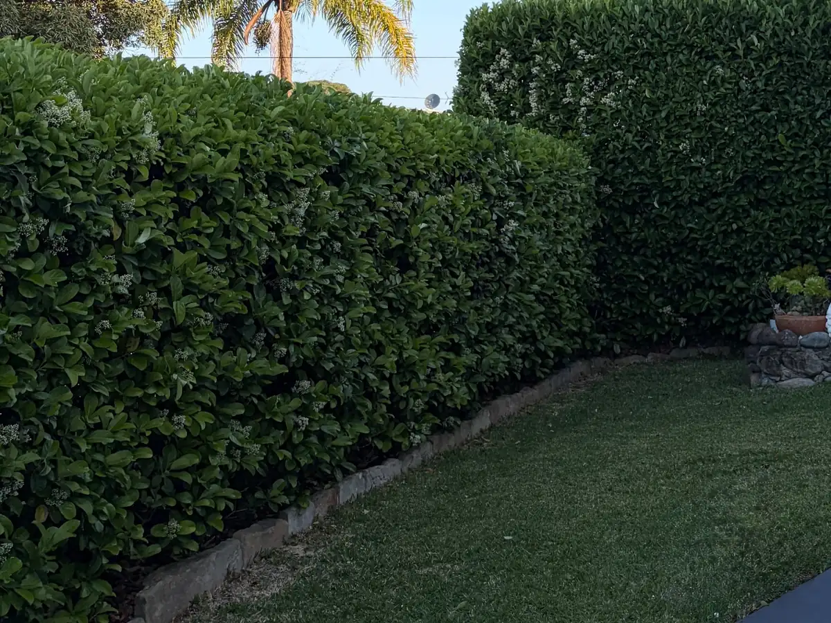 Two tall hedges trimmed into clean, square shapes beside a narrow strip of lawn