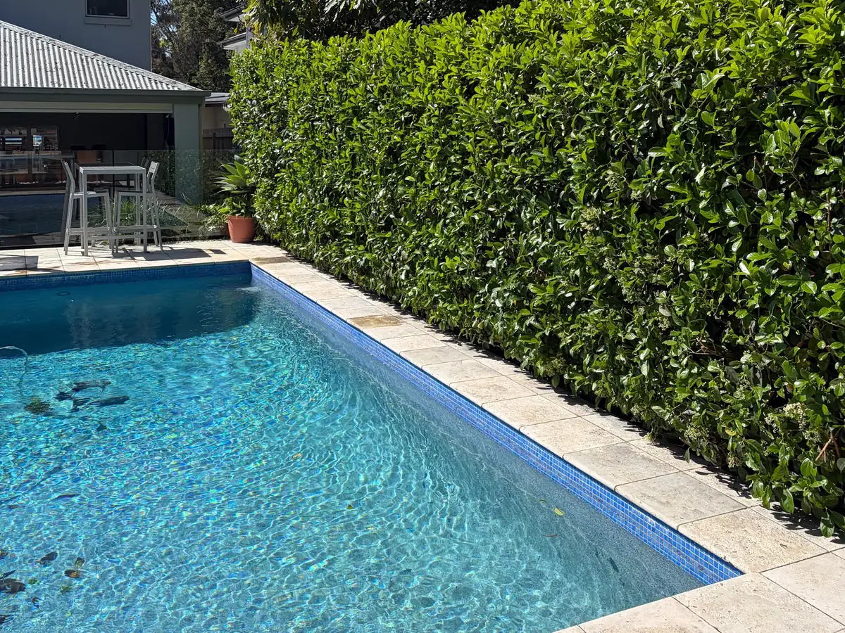 The same poolside hedge after trimming, with a flat, even face